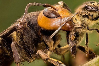 Xem "Chim ưng của thế giới côn trùng" bổ nhào chớp nhoáng tóm gọn con mồi