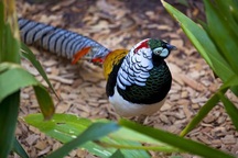 Chi bạc triệu "săn" chim, gà độc - lạ biếu Tết