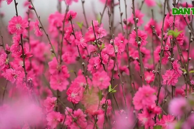 Đào Nhật Tân bung nở, rụng đỏ gốc: Khách kéo nhau chụp ảnh, nông dân thẫn thờ "trắng tay"