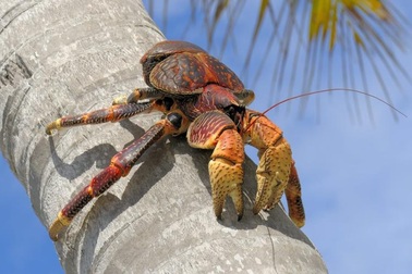 Cua dừa là loài có sức kẹp mạnh nhất trên thế giới