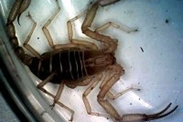 Phát hiện loài bọ cạp mới tại Phong Nha - Kẻ Bàng