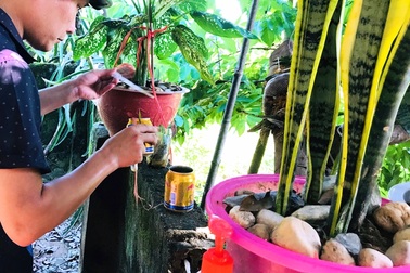 Thanh Hóa xuất hiện ổ dịch sốt xuất huyết đầu tiên