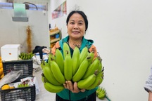 Chuối xanh nửa triệu đồng "đi ô tô" ra Hà Nội phục vụ Tết Nguyên đán