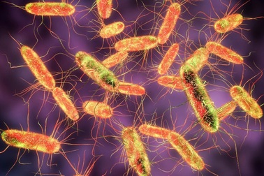 Sự nguy hiểm của loại vi khuẩn gây ra vụ ngộ độc bánh mì hơn 300 nạn nhân