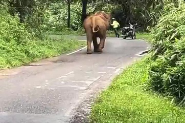 Hai thanh niên hốt hoảng vứt bỏ xe máy khi bị voi chặn đường