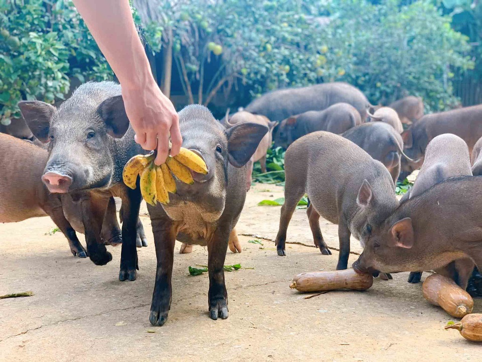Đàn lợn rừng ăn dược liệu: Anh cán bộ xã thu tiền tỷ mỗi năm - 3 Đàn lợn rừng ăn dược liệu: Anh cán bộ xã thu tiền tỷ mỗi năm - 3