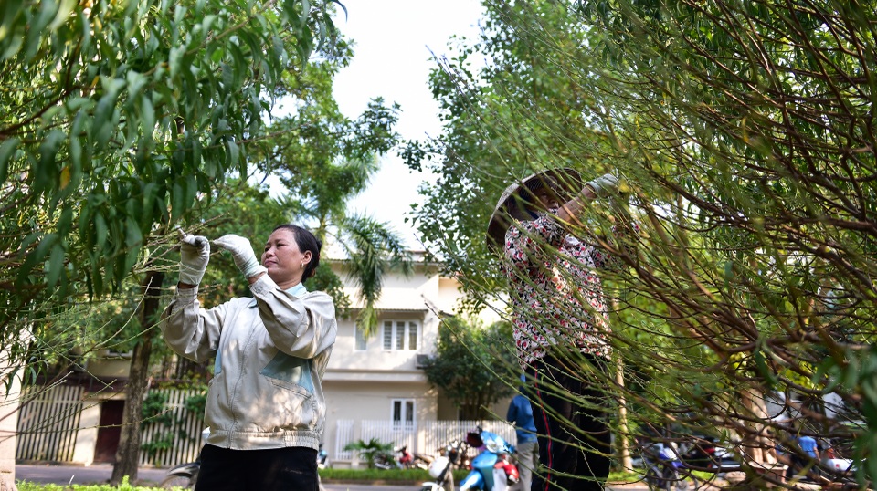 Chi tiền triệu thuê nhân công tuốt lá đào đón Tết Canh Tý - 5 Chi tiền triệu thuê nhân công tuốt lá đào đón Tết Canh Tý - 5