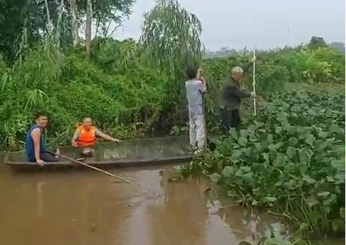 Vớt bèo khơi thông dòng chảy là việc làm thường xuyên của công nhân Công ty Thủy lợi Nam Thái Bình.