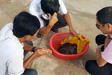 Đôi mắt ướt của con đồi mồi trong... quán nhậu