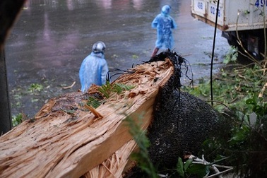Cây thông 20 mét bật gốc, nhiều người hú vía