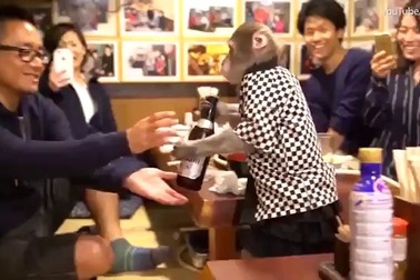 Nhà hàng Nhật Bản tuyển khỉ làm bồi bàn