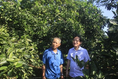 Quảng Trị:  Trồng cam hữu cơ, mỗi vụ thu gần nửa tỷ đồng