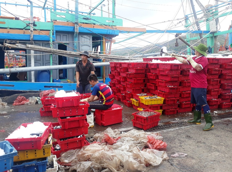 Hàng trăm tàu cá ngư dân miền Trung hối hả bán cá “chạy” bão - 1 Hàng trăm tàu cá ngư dân miền Trung hối hả bán cá “chạy” bão - 1