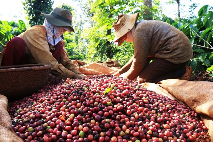 Nông dân thu hoạch quả cà phê.