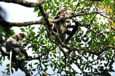 Tiếng kêu cứu từ Vườn Quốc gia Kon Ka Kinh