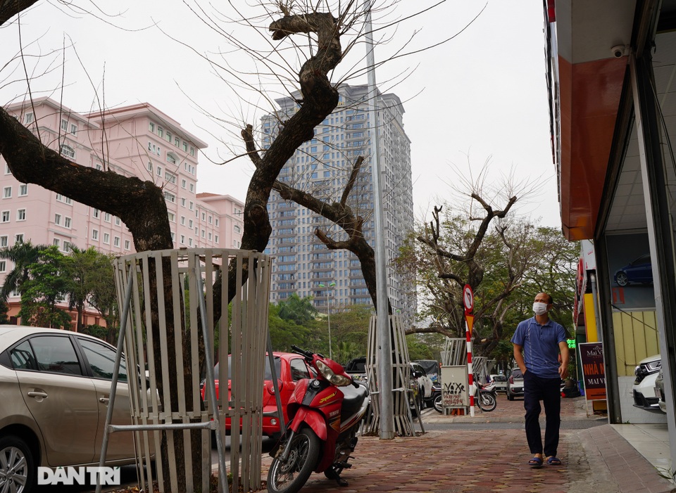 7 cây sưa đỏ quý hiếm trên đường Nguyễn Văn Huyên ở Hà Nội đã chết - 2 7 cây sưa đỏ quý hiếm trên đường Nguyễn Văn Huyên ở Hà Nội đã chết - 2