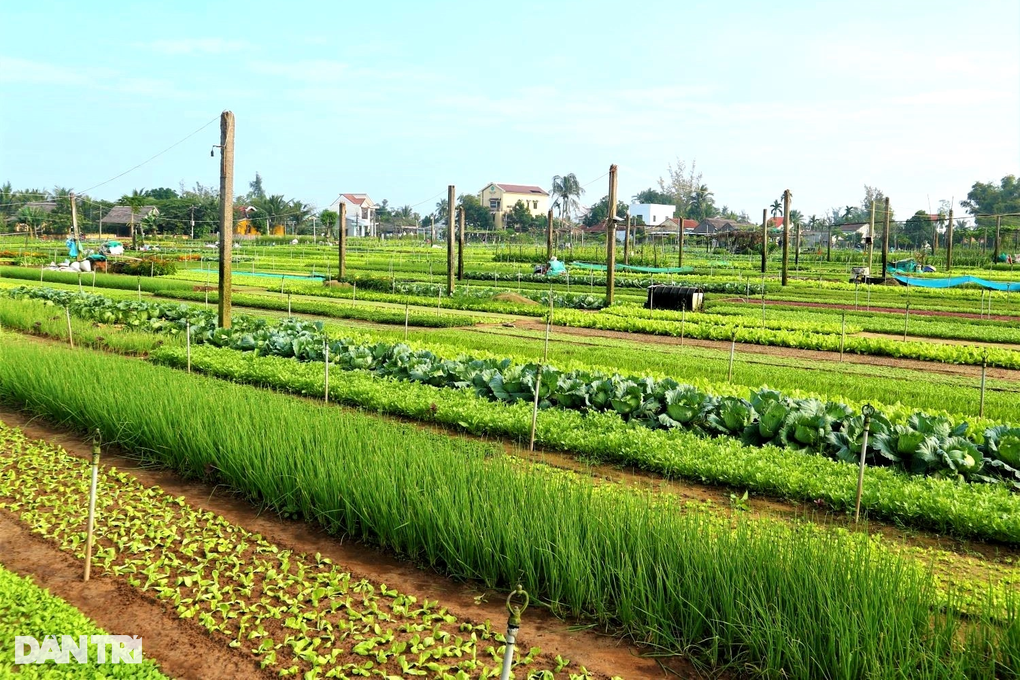 Đà Nẵng, Hội An lọt top những nơi lý tưởng cho cuộc sống hưu trí - 1 Đà Nẵng, Hội An lọt top những nơi lý tưởng cho cuộc sống hưu trí - 1