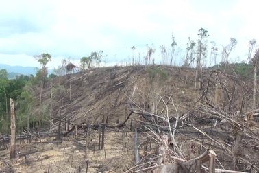 Khu rừng phòng hộ bị tàn phá
