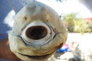 Lạ kỳ con cá mập chỉ có 1 mắt
