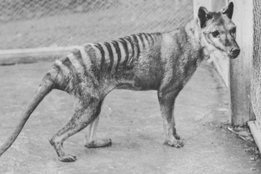 Hé lộ thông tin chưa từng được biết đến ở hổ Tasmania