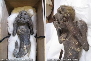 Sự thật về "xác ướp nàng tiên cá" 300 năm tuổi