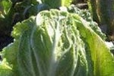 Hãy dùng bao cao su như… ăn bắp cải! 