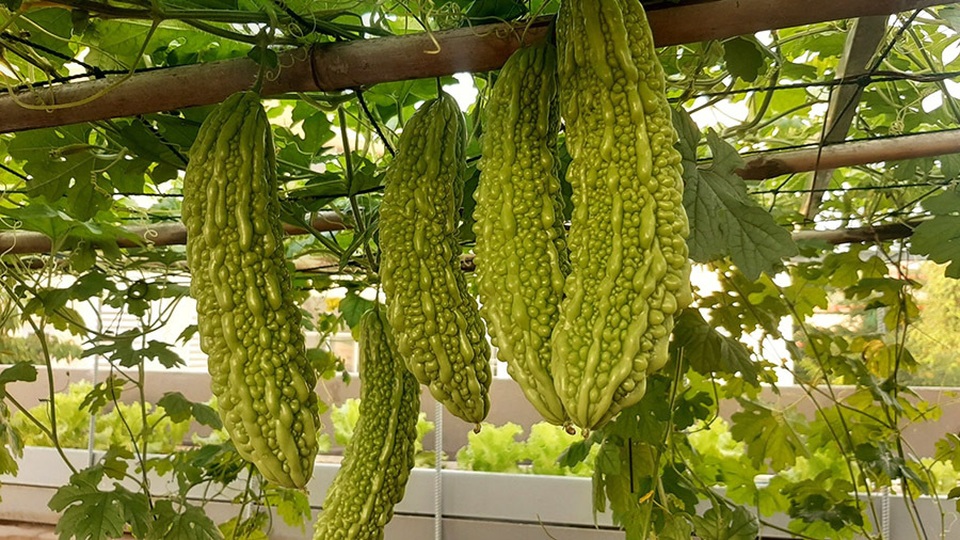 Quả trĩu cành, gà đẻ trứng trên sân thượng của bà chủ nhà trọ Sài Gòn - 4