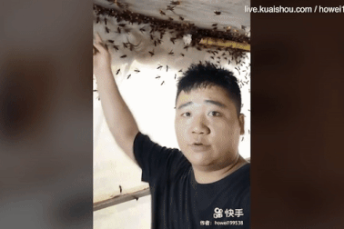 Rùng rợn: Người đàn ông bạo gan tóm hàng chục con ong “sát thủ” bằng đôi tay trần
