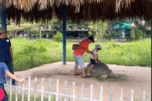 Đoàn khách vượt rào, leo lên lưng rùa trong sở thú ở Long An để chụp ảnh