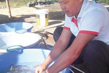 Lời trăm triệu đồng từ nghề ương cá giống