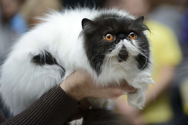 Mèo mang lại may mắn trong quan niệm dân gian ở nhiều quốc gia