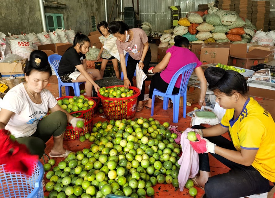 Chuyện lạ Tây Bắc: Chanh mà lại ngọt, quả vàng treo khắp núi đồi thu về tiền tỷ - 2 Chuyện lạ Tây Bắc: Chanh mà lại ngọt, quả vàng treo khắp núi đồi thu về tiền tỷ - 2