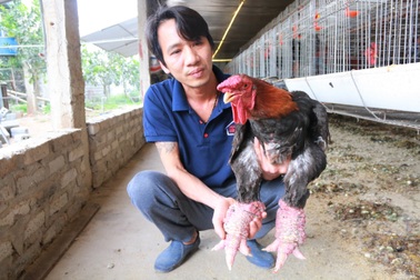 Giáp Tết, anh nông dân nuôi "gà chân Voi" đút túi trăm triệu đồng