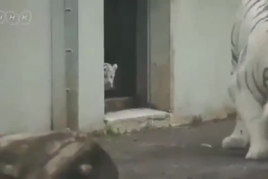 Bật cười trước khoảnh khắc hổ mẹ bị con hù dọa