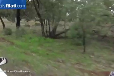 Chủ nhân “đấu tay đôi” với kangaroo để giải cứu chó cưng bị “bắt nạt”