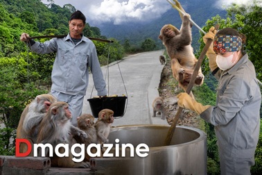 Những gia đình 3 thế hệ bám đảo nuôi đàn khỉ hiến thân cho y học