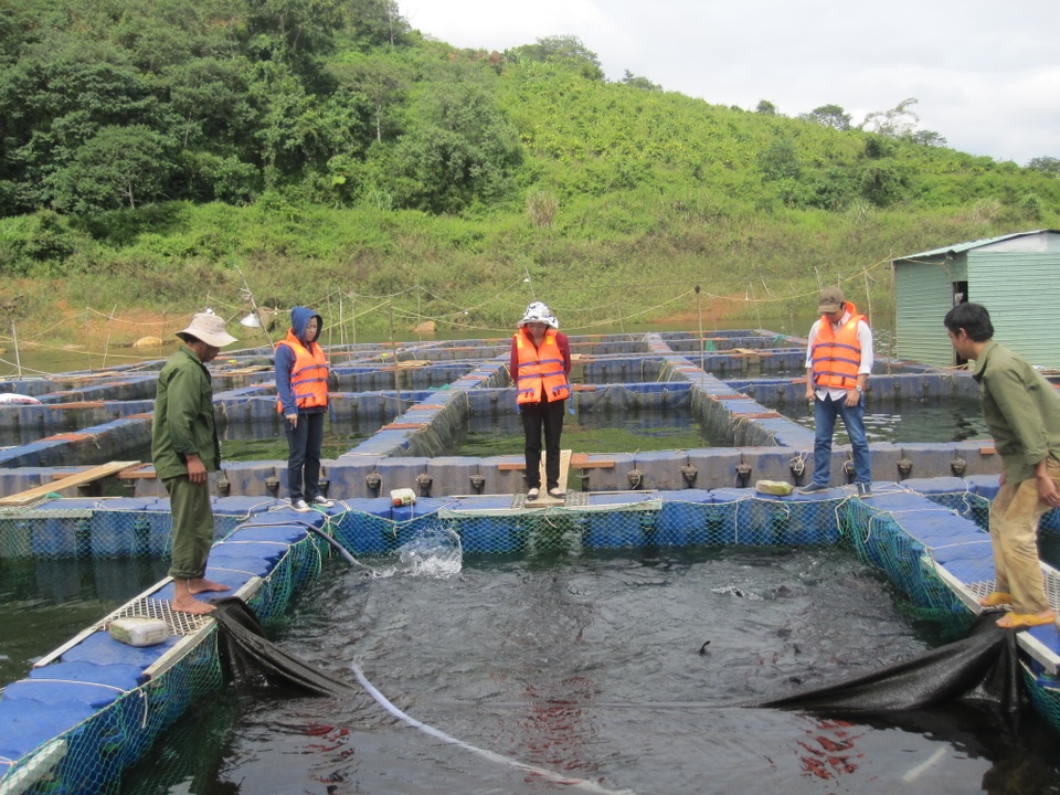 Người đàn ông đánh liều nuôi đàn cá “ngàn đô” trên Cao Nguyên - 3 Người đàn ông đánh liều nuôi đàn cá “ngàn đô” trên Cao Nguyên - 3