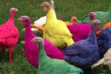 Dòng người nườm nượp đổ về ngắm gà "bảy màu"