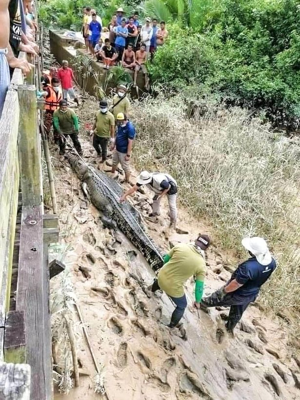 Tìm thấy thi thể cậu bé 14 tuổi bị mất tích ở Malaysia trong bụng cá sấu - 2 Tìm thấy thi thể cậu bé 14 tuổi bị mất tích ở Malaysia trong bụng cá sấu - 2