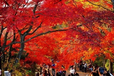 Đến Nhật Bản, lên núi Takao ngắm lá phong đỏ