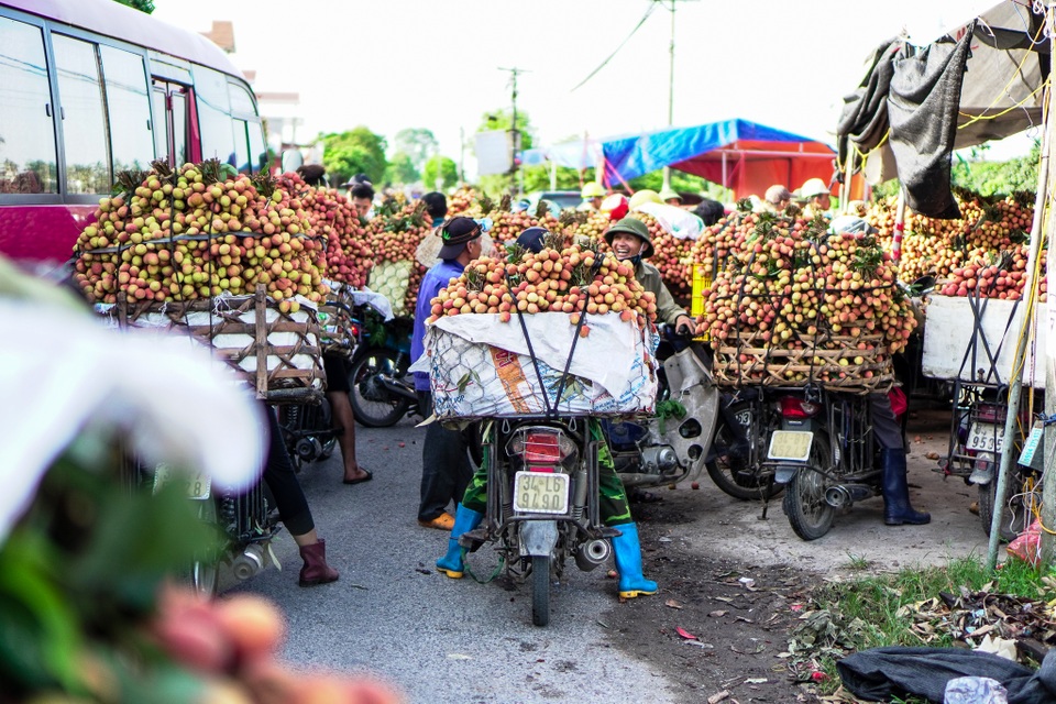 Thương lái nườm nượp thu mua vải Thanh Hà chín sớm - 1 Thương lái nườm nượp thu mua vải Thanh Hà chín sớm - 1