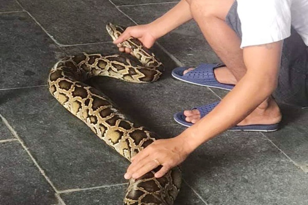 Kinh hoàng khoảnh khắc người đàn ông bị trăn lớn cắn vào mặt - 1 Kinh hoàng khoảnh khắc người đàn ông bị trăn lớn cắn vào mặt - 1