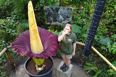 Hàng nghìn du khách “nín thở” chờ hoa xác chết 10 năm 1 lần nở rộ