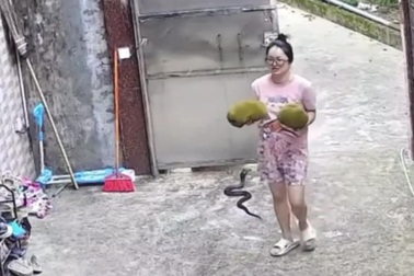 Thót tim khoảnh khắc cô gái suýt bị rắn hổ mang cắn mà không hay biết