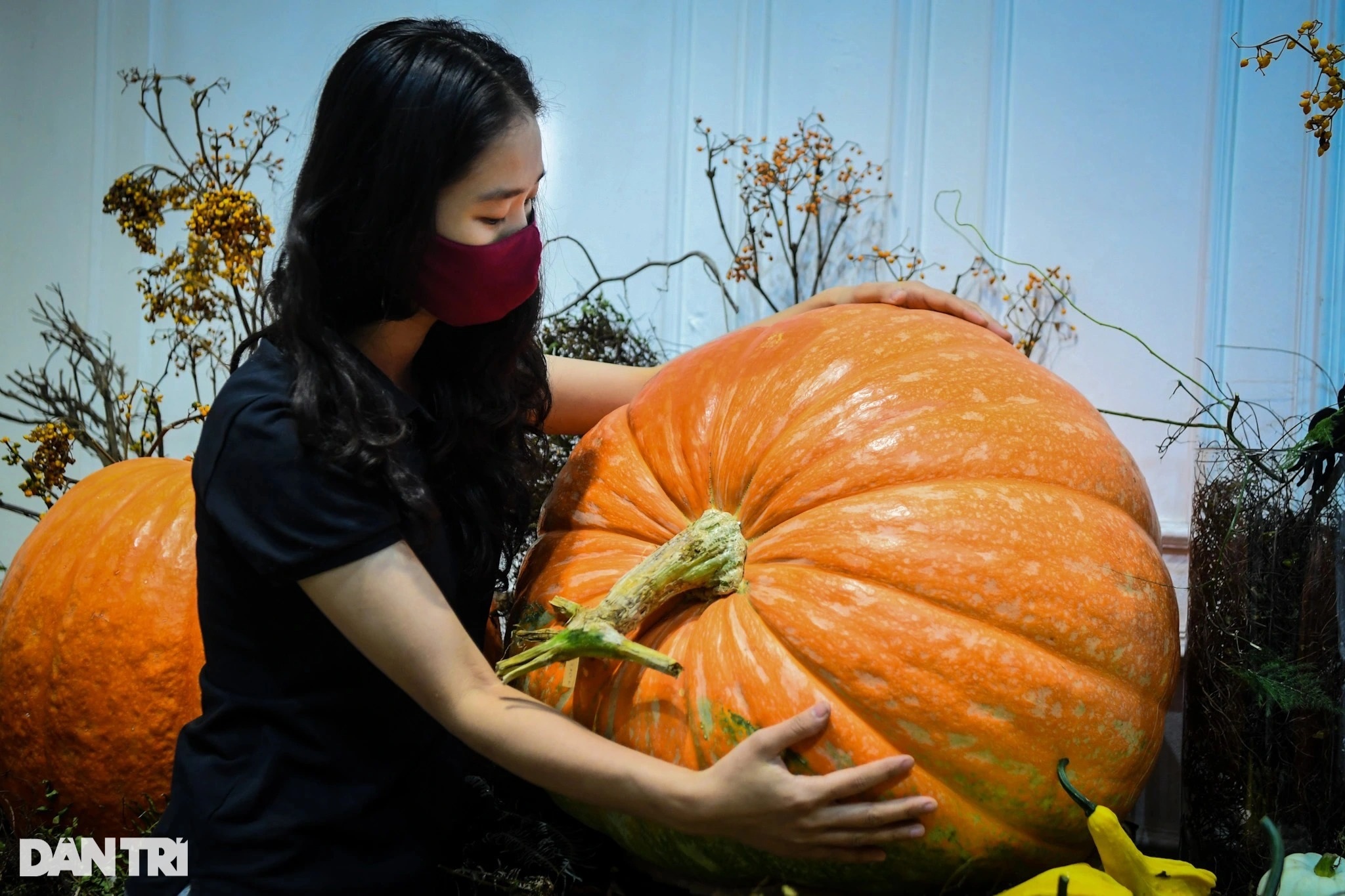 Người Hà Nội chi hàng chục triệu đồng sắm bí ngô khổng lồ chơi Halloween - 5 Người Hà Nội chi hàng chục triệu đồng sắm bí ngô khổng lồ chơi Halloween - 5