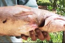 Mong bán được cá lạ nghi cá sủ vàng để có tiền trị bệnh cho con