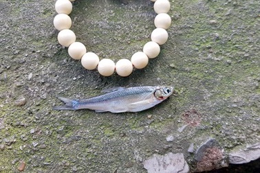 Cá dầu hồi sinh trở lại ở hồ Hoàn Kiếm sau nhiều năm vắng bóng