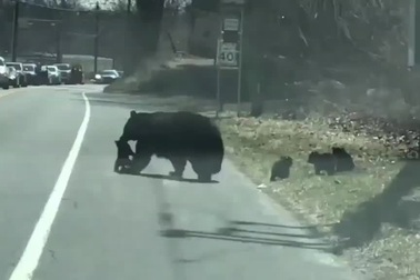 Gấu mẹ chặn xe để đàn con sang đường an toàn