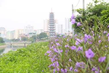 Bất ngờ với đường hoa tím bên bờ sông Tô Lịch