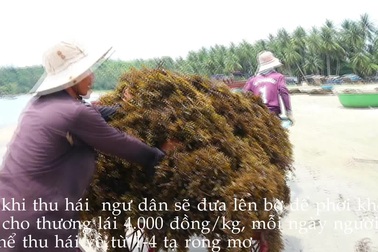 Nghê hái rong mơ ở Quảng Nam